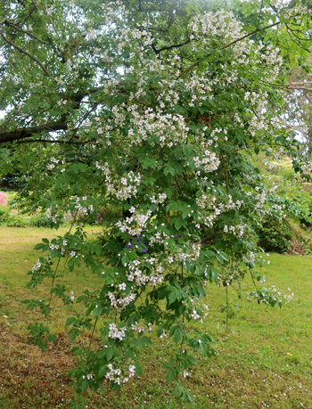 Kiftsgate, I think. Kiftsgate, I think.