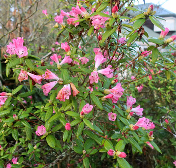 Hope the flowers are not ruined by frost. Hope the flowers are not ruined by frost.