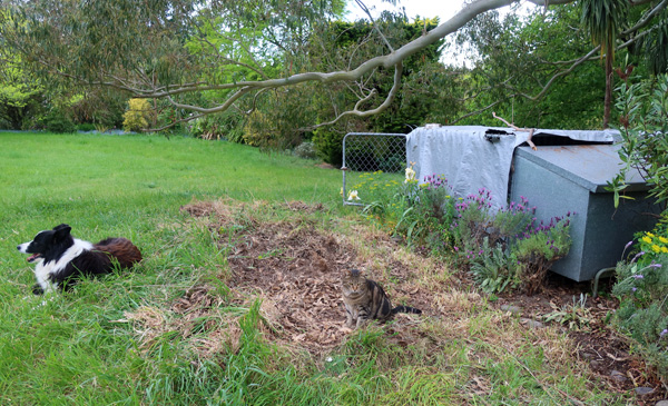 Fred is sniffing around trying to work out what has changed.   Fred is sniffing around trying to work out what has changed.