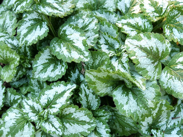An interesting ground cover which climbs madly up anything within reach. An interesting ground cover which climbs madly up anything within reach.