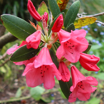  Name unknown, late flowering, from a friends garden. 