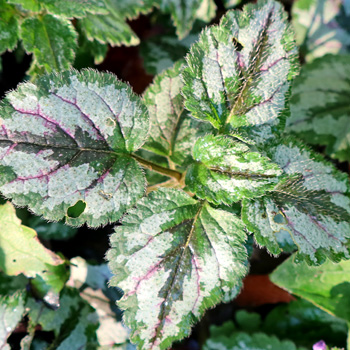 Pretty variegations... Pretty variegations...