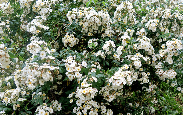  Delicately perfumed. 