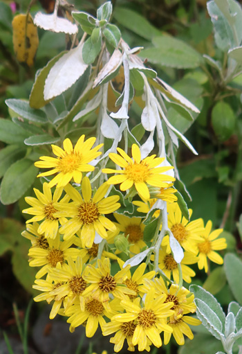  A New Zealand silver leafed shrub with yellow daisies in mid-summer. 