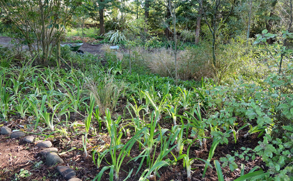 Planted! Planted!