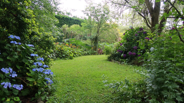 Lawn and hydrangeas loving all this rain. Lawn and hydrangeas loving all this rain.