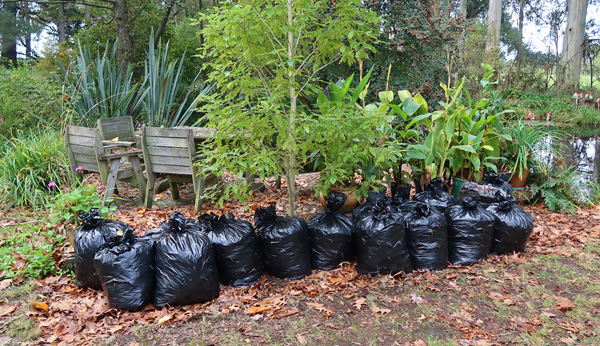 Hoping to make leaf mould. Hoping to make leaf mould.