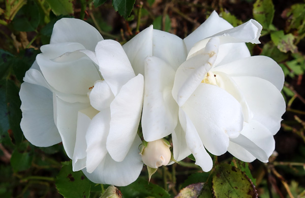 Still flowering. Still flowering.