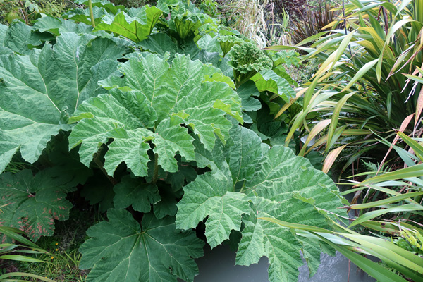  A very scratchy plant to walk around! 