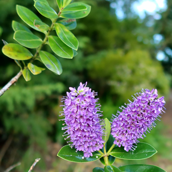 Flowering now - a species shrub. Flowering now - a species shrub.