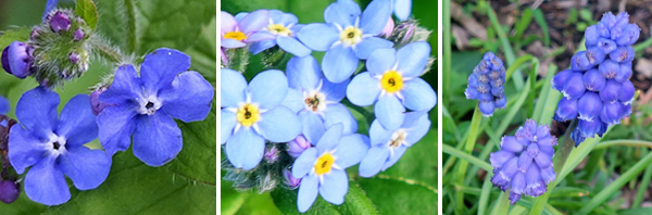Alkanet, Forget-Me-Nots, Muscari. Alkanet, Forget-Me-Nots, Muscari.