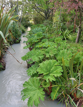 The Gunnera is starting to grow.   The Gunnera is starting to grow.