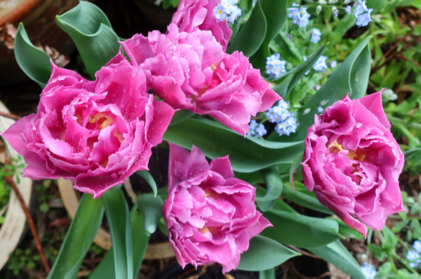  Very frilly! 