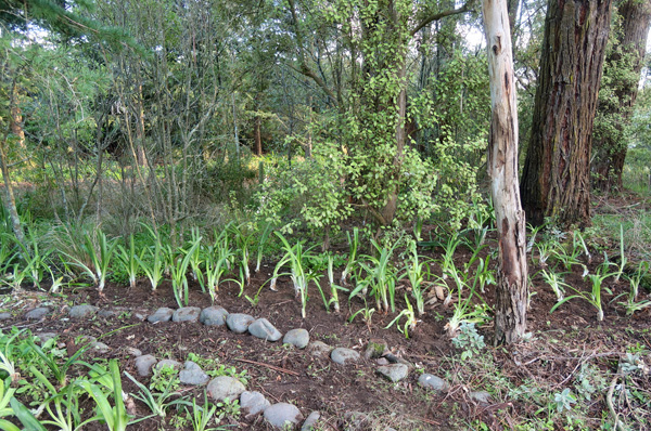 By the path through the end of the Hump Garden. By the path through the end of the Hump Garden.
