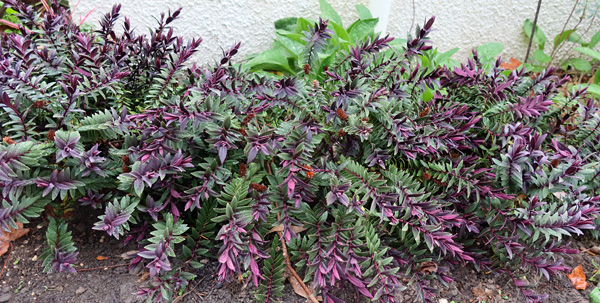  Such pretty foliage. 