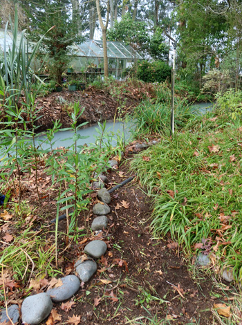 Hebe shrubs grow on the left. Hebe shrubs grow on the left.