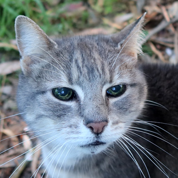 My little grey cottage cat.   My little grey cottage cat.