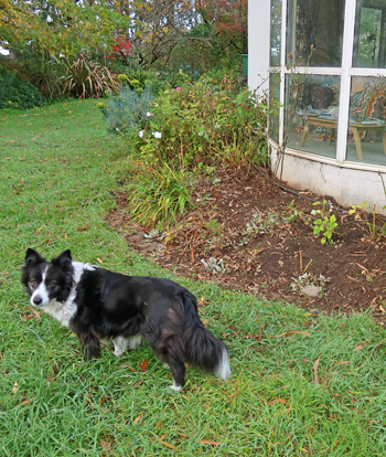 And Pebbles the dog. And Pebbles the dog.