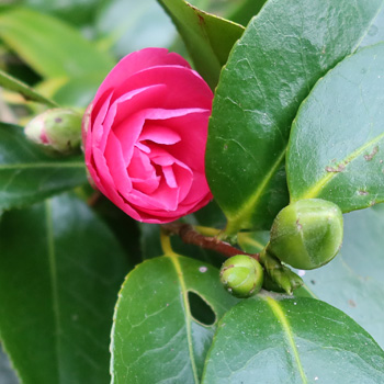  And buds. 