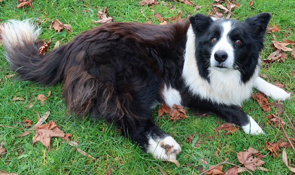  She likes being outside keeping me company in the garden. 