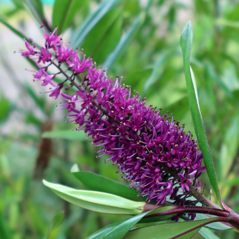 Flowering now. Flowering now.