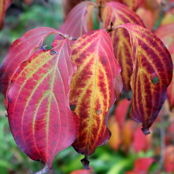 Beautiful autumn colours. Beautiful autumn colours.