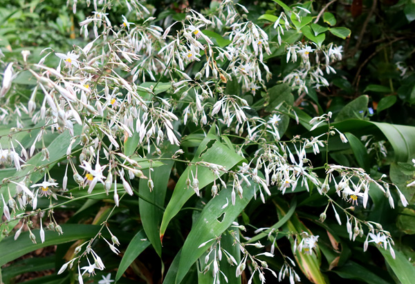 A scruffy plant but well worth growing. A scruffy plant but well worth growing.