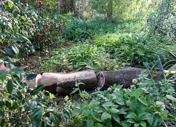  Firewood for next winter. 