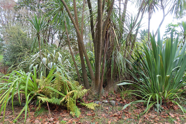 Astelias, Phormiums, and big Cordylines. Astelias, Phormiums, and big Cordylines.