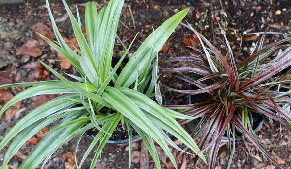Waiting to be planted in the Driveway Garden. Waiting to be planted in the Driveway Garden.