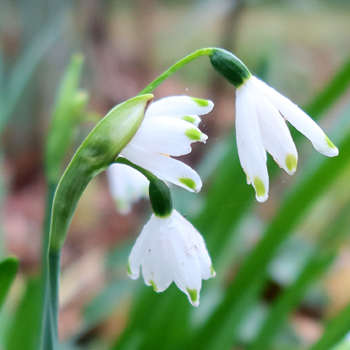 Leucojum Leucojum