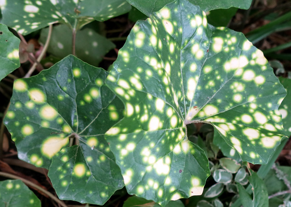 Also known as Farfugium. Also known as Farfugium.