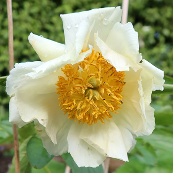 Not sure which variety this is. Growing in the Herb Spiral Garden. Not sure which variety this is. Growing in the Herb Spiral Garden.