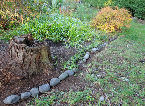 In the Stumpy Garden where the huge Phormium used to grow. In the Stumpy Garden where the huge Phormium used to grow.