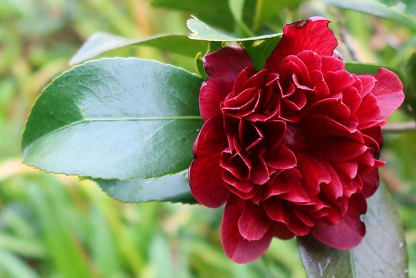 An amazing deep blood red colour. An amazing deep blood red colour.