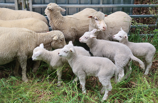  Two singles and a pair of twins. 