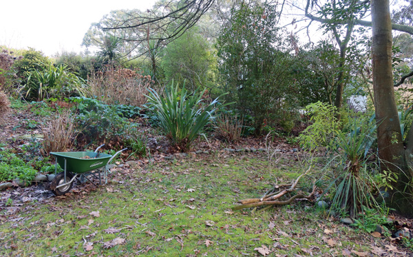 Most of the Lamium is gone from the Apple Tree Border. 