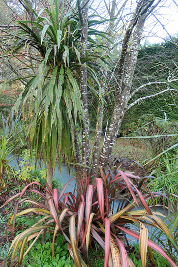 Phormium, Cordyline, and a Sorbus tree. Phormium, Cordyline, and a Sorbus tree.