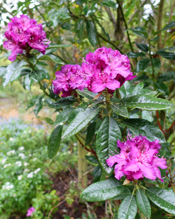 In the Driveway Garden.   In the Driveway Garden.