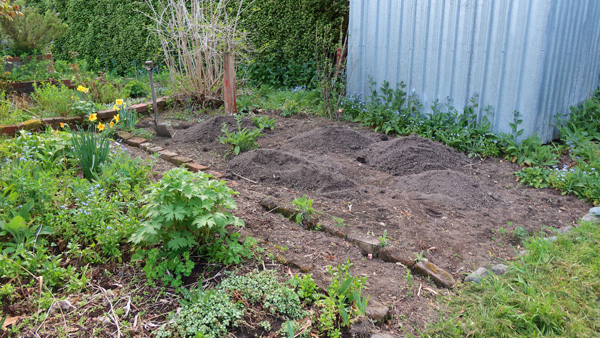  Almost ready to plant. 