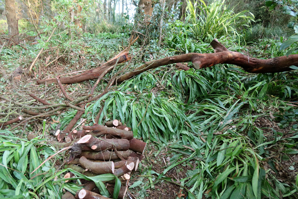  And smashed up Rock Lilies (Renga Renga) 