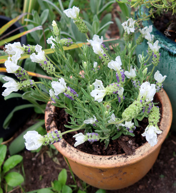 So pretty!   So pretty!