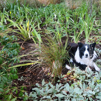 Hopefully not squashing the new plantings. Hopefully not squashing the new plantings.