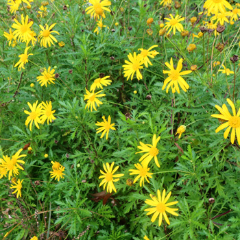 I think the proper name is Euryops. I think the proper name is Euryops.