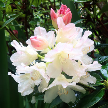 Name unknown. Thought it was Percy Wiseman, but it is a bit pale.   Name unknown. Thought it was Percy Wiseman, but it is a bit pale.