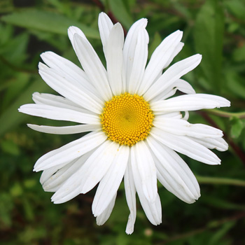 Flowering now. Flowering now.