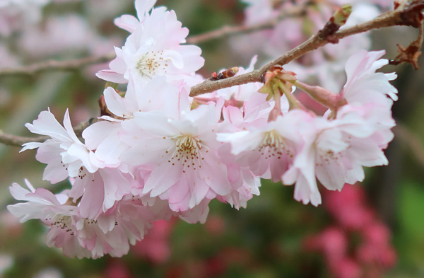 Prunus subhirtella blossoming again! Prunus subhirtella blossoming again!