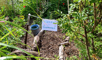 Suspect the rose will need to be shifted - will do that late autumn. Suspect the rose will need to be shifted - will do that late autumn.