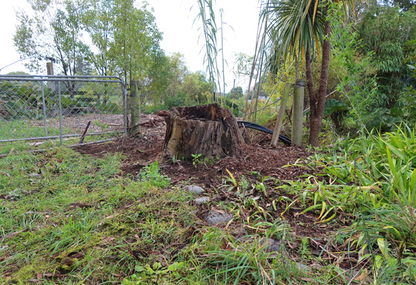 It covered up the large tree stump. It covered up the large tree stump.