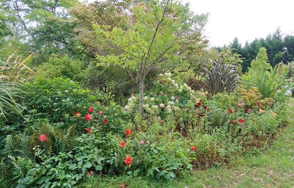 Three large Phormiums taken out - more room for the Hydrangeas. Three large Phormiums taken out - more room for the Hydrangeas.